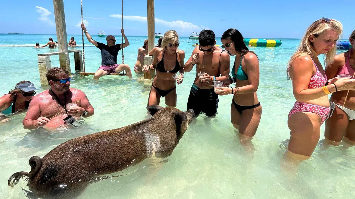 Swimming pigs wading in shallow turquoise water at a private beach club on a swimming with pigs Nassau boat tour, Bahamas